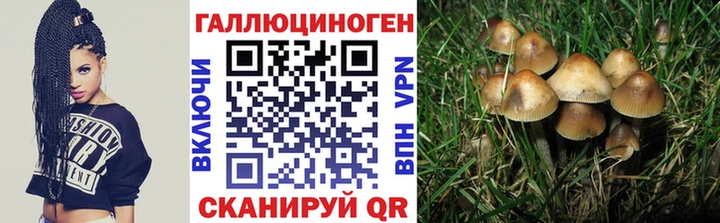 купить наркотик  это состав  Галлюциногенные грибы мицелий  Салехард 
